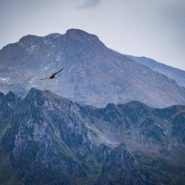 mountains with bird of prey